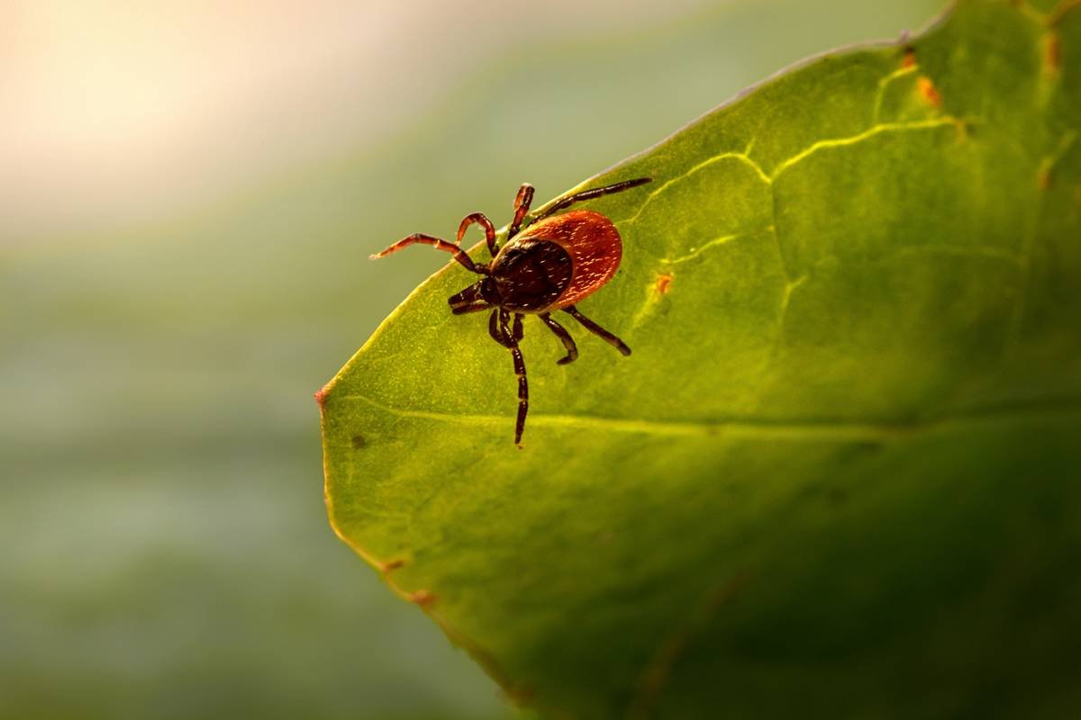 a bug sitting on top of a green leaf