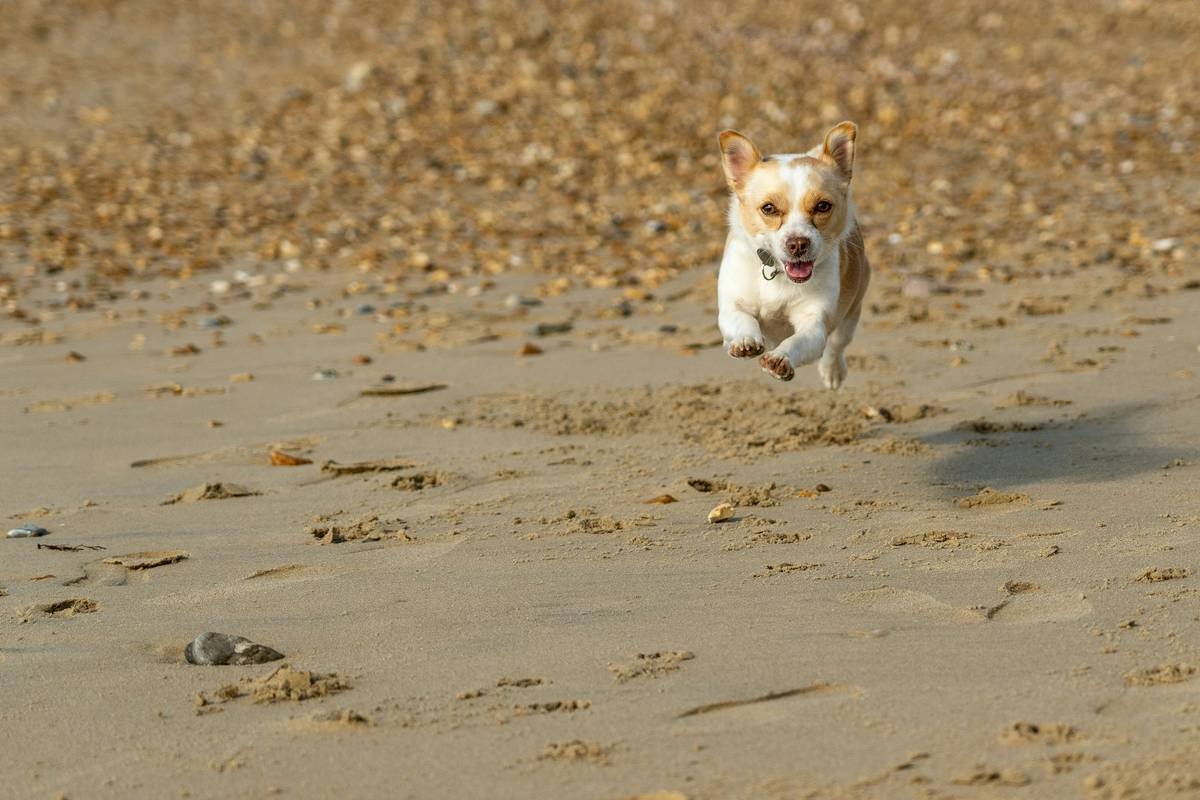 A Jackchi running on the beach.
