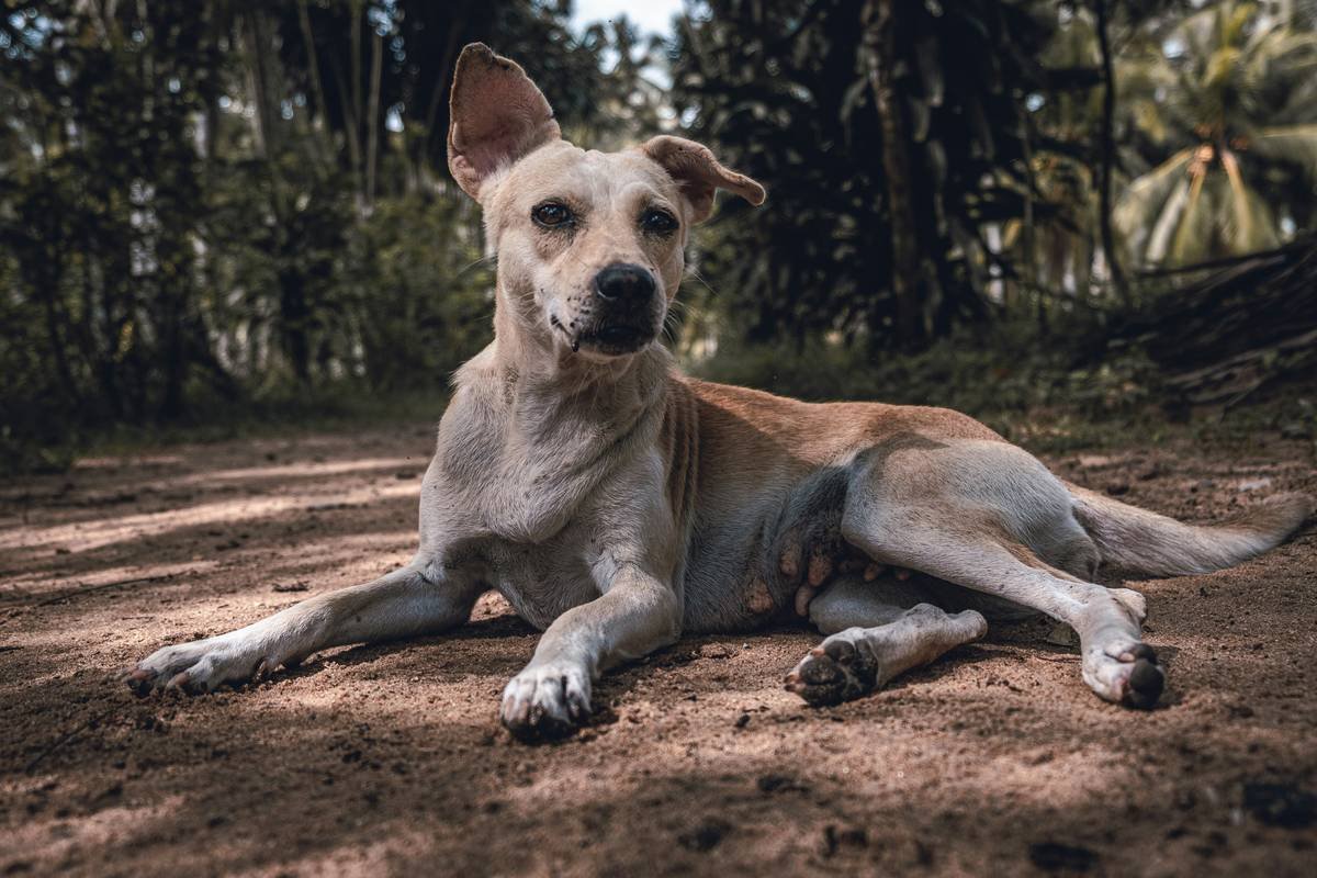 Dog resting 👋 Small donation -> huge appreciation paypal.me/DanieleFranchi 🙏🙏🙏