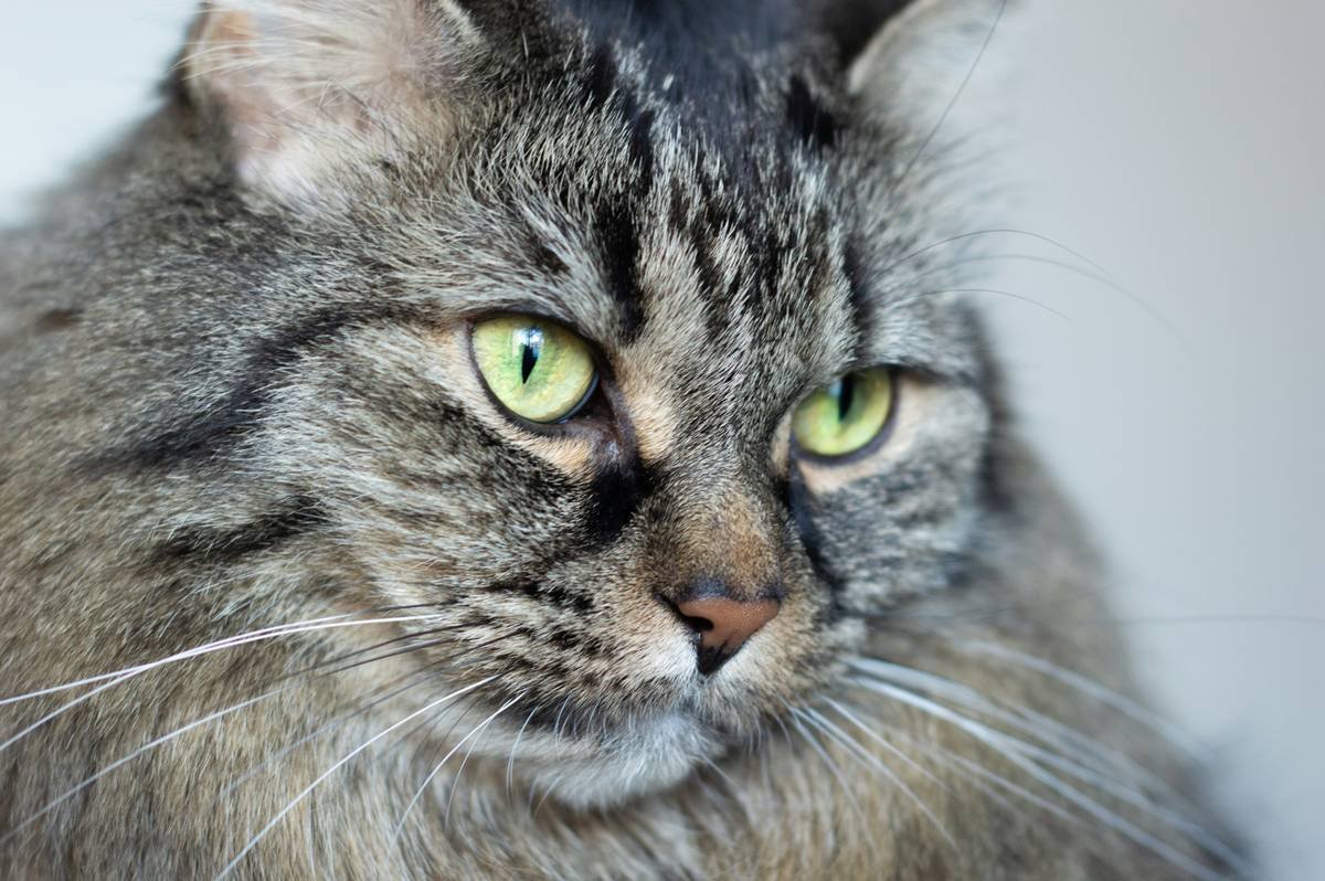 Siberian cat named Muffin